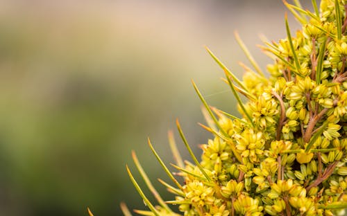 Gratis stockfoto met achtergrond wazig, bloeien, bloemen