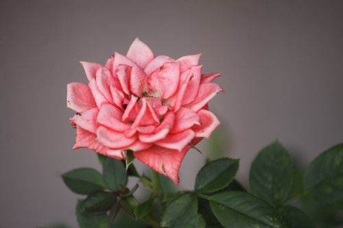 Free Detailed pink rose bloom with green leaves in natural light. Stock Photo