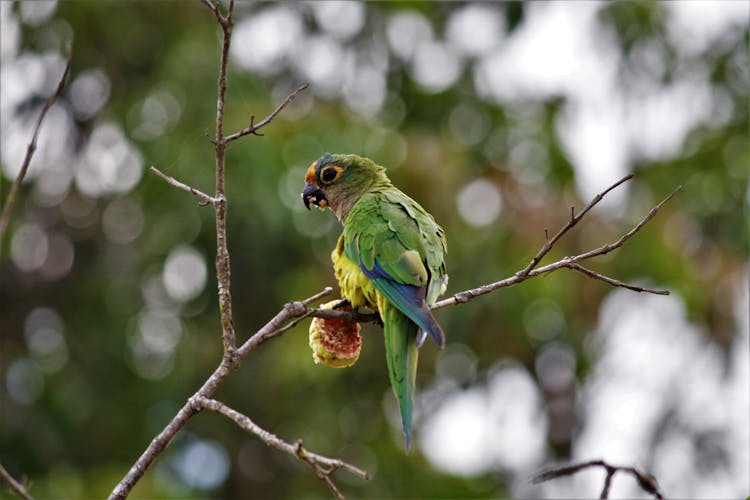 Close-Up Shot Of A Parakeet 