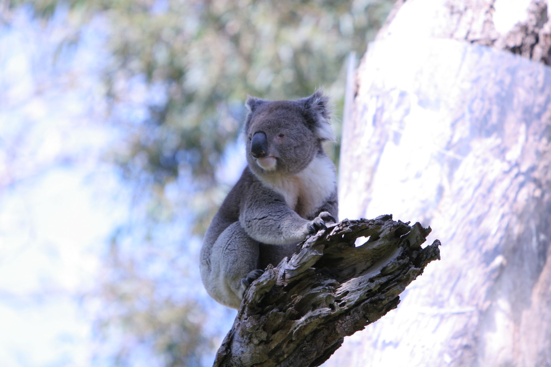 A close-up of a koala perched on a tree branch in a natural Australian forest setting.