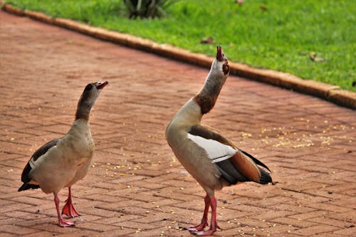 A Pair of Geese on Pavement