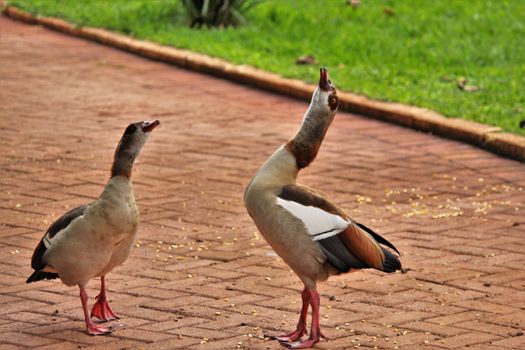 Two Egyptian geese standing on a brick pavement outdoors with grass in the background.