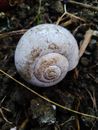 White Shell on Brown Soil