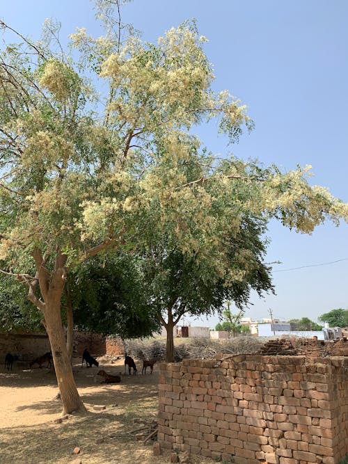 A neem tree is a beautiful village 