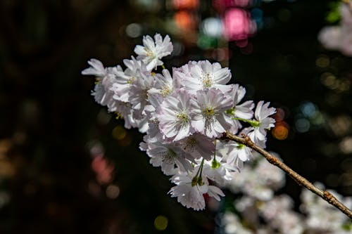 Free Cherry Blossom in Bloom  Stock Photo