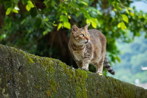 Free Cat Walking on a Concrete Fence Stock Photo