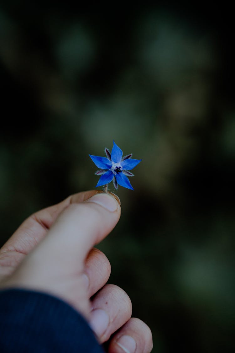 Holding A Blue Borage Flower