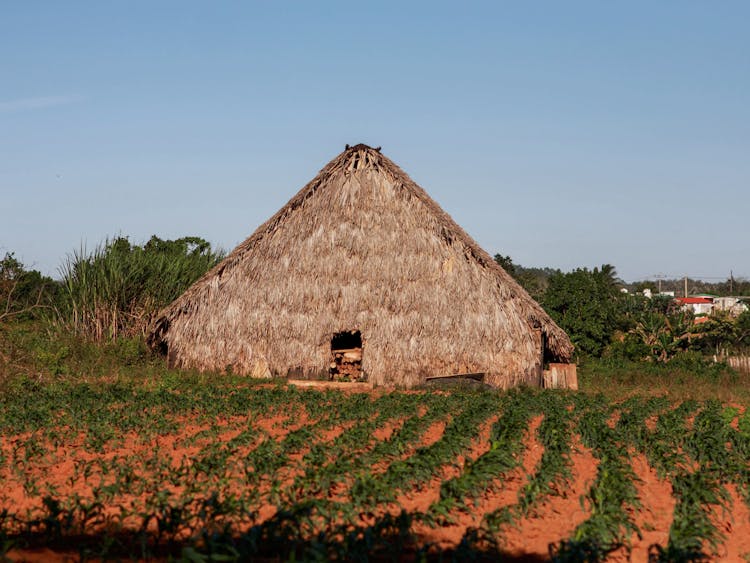 A Full Thatched Hut Near A Crop Field