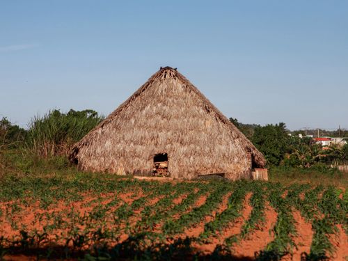 Free Thatched hut in lush rural farmland under clear blue sky, showcasing agrarian lifestyle. Stock Photo