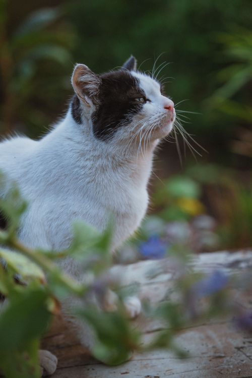 Free Close-up photo of a white and black cat outdoors, highlighting its whiskers and serene expression. Stock Photo