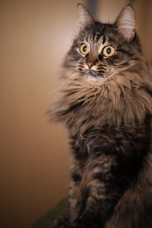 Tabby Cat Nebelung Cat Large Russian Cat Siberian Cat: Character