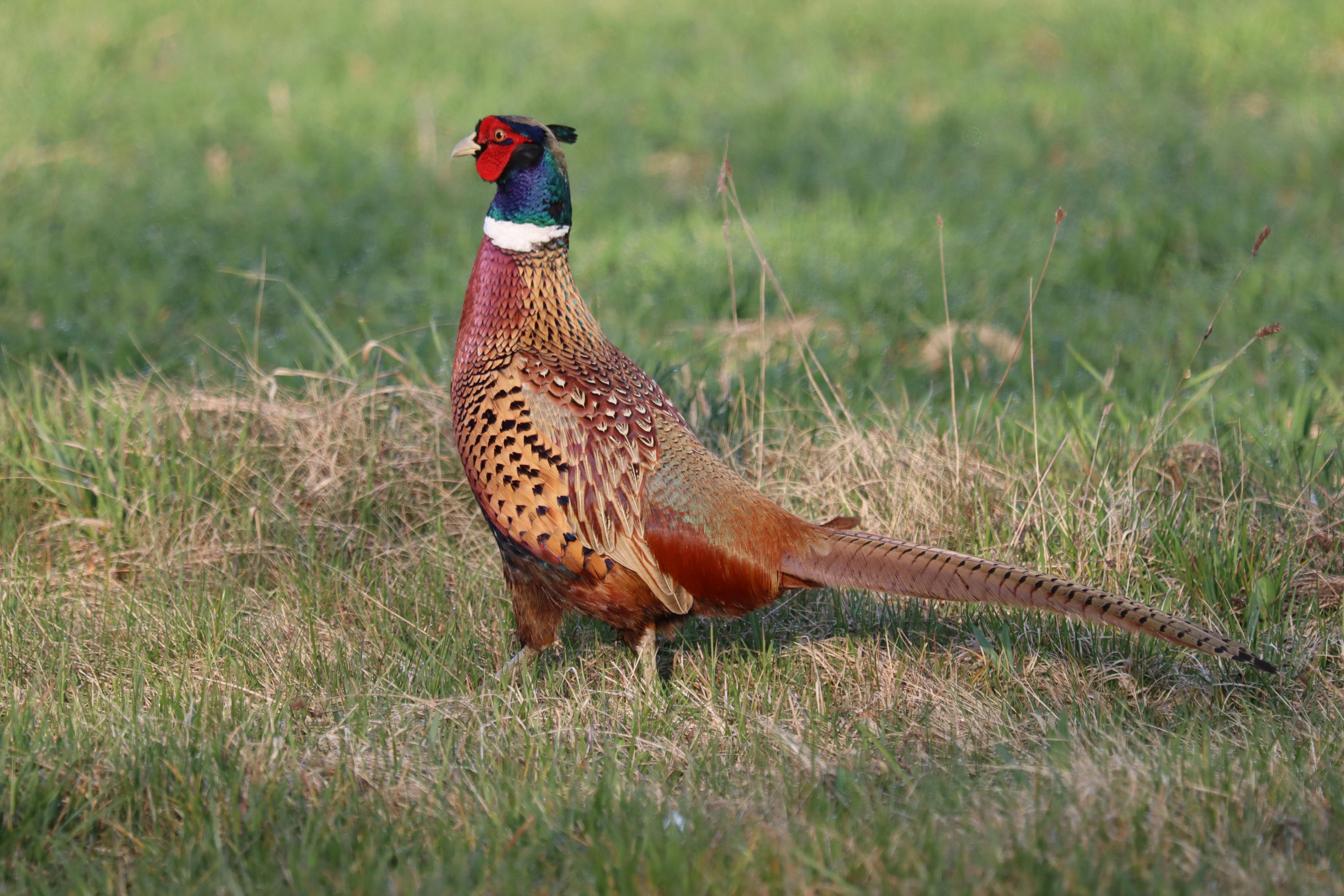 Colorful pheasant standing in a grassy field in Croatia, showcasing vibrant plumage and natural beauty.