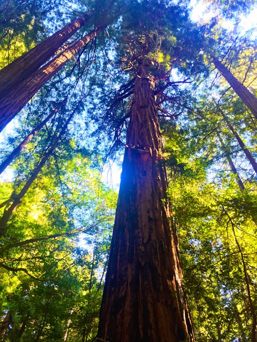 Free stock photo of forest, redwoods, trees