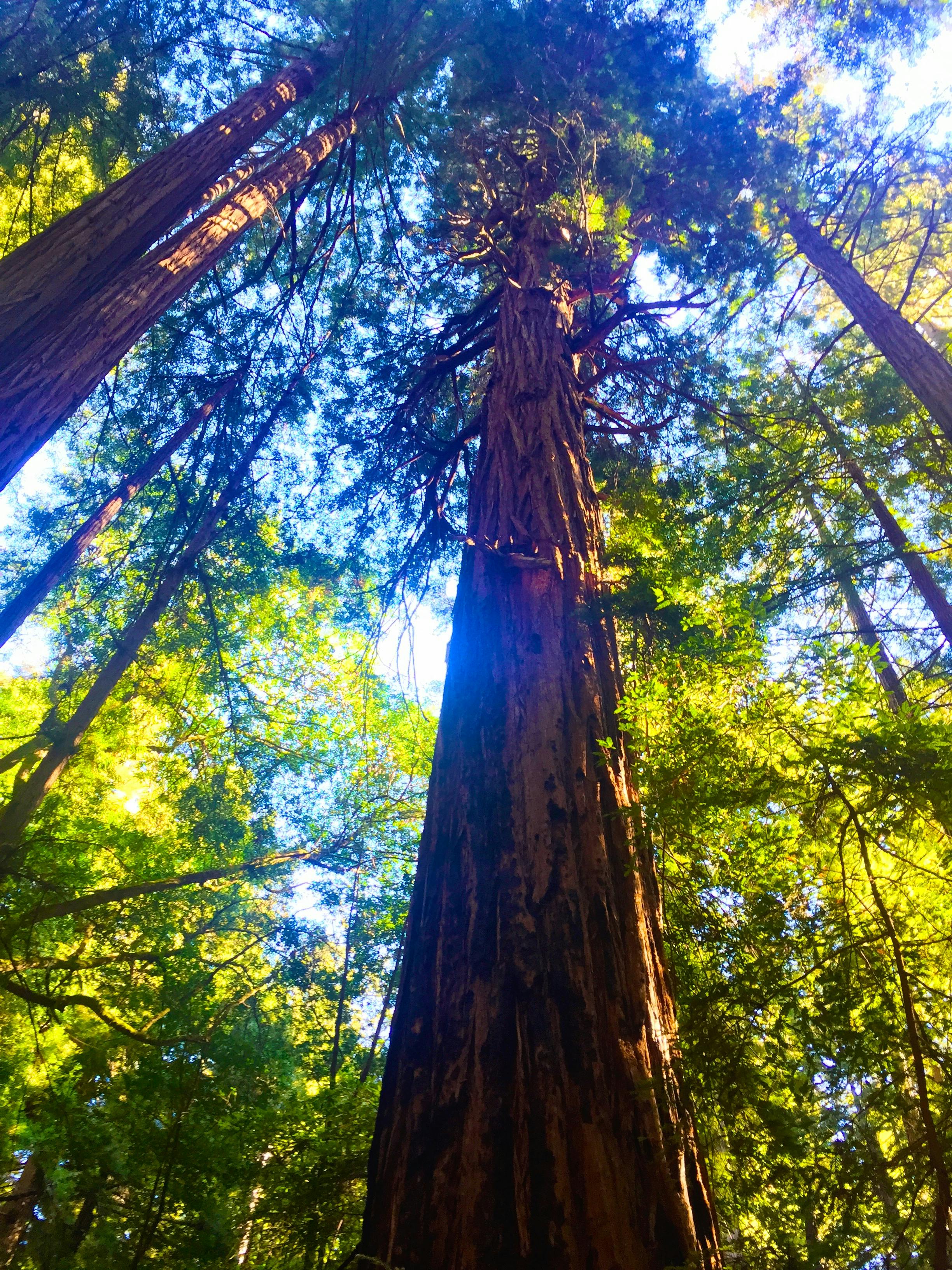 Free stock photo of forest, redwoods, trees