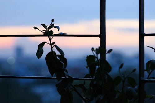 Foto Da Silhueta Da Flor Ao Lado Da Moldura De Metal