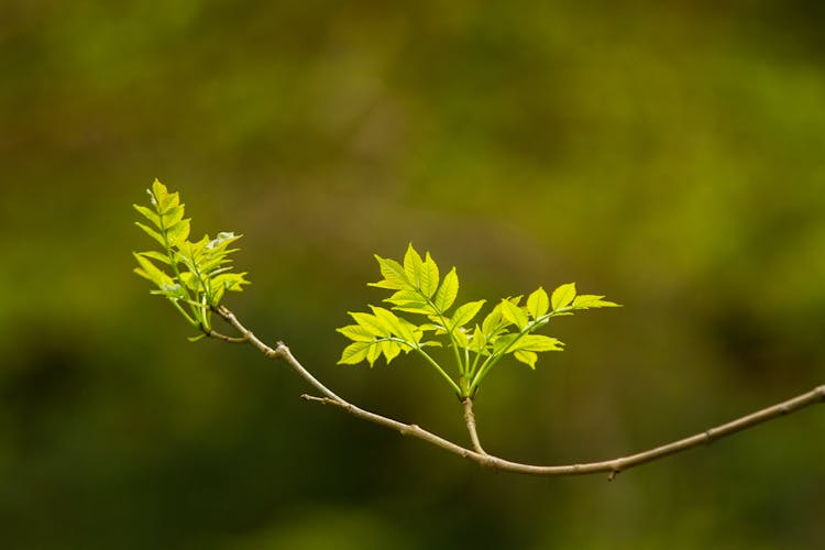 Close-up Of An Ash Tree Branch In Spring 