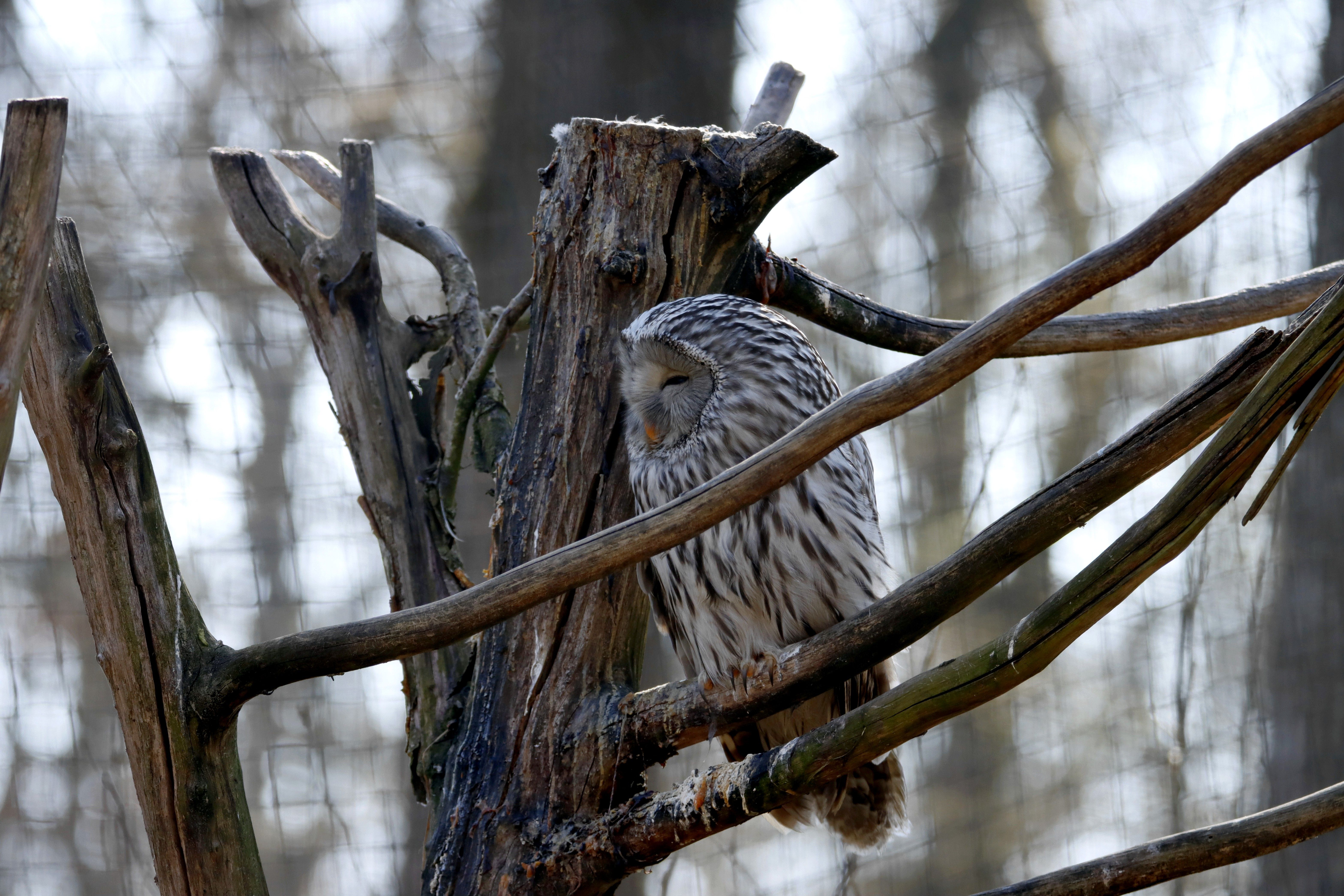A Ural owl perched gracefully on branches in a serene forest setting.