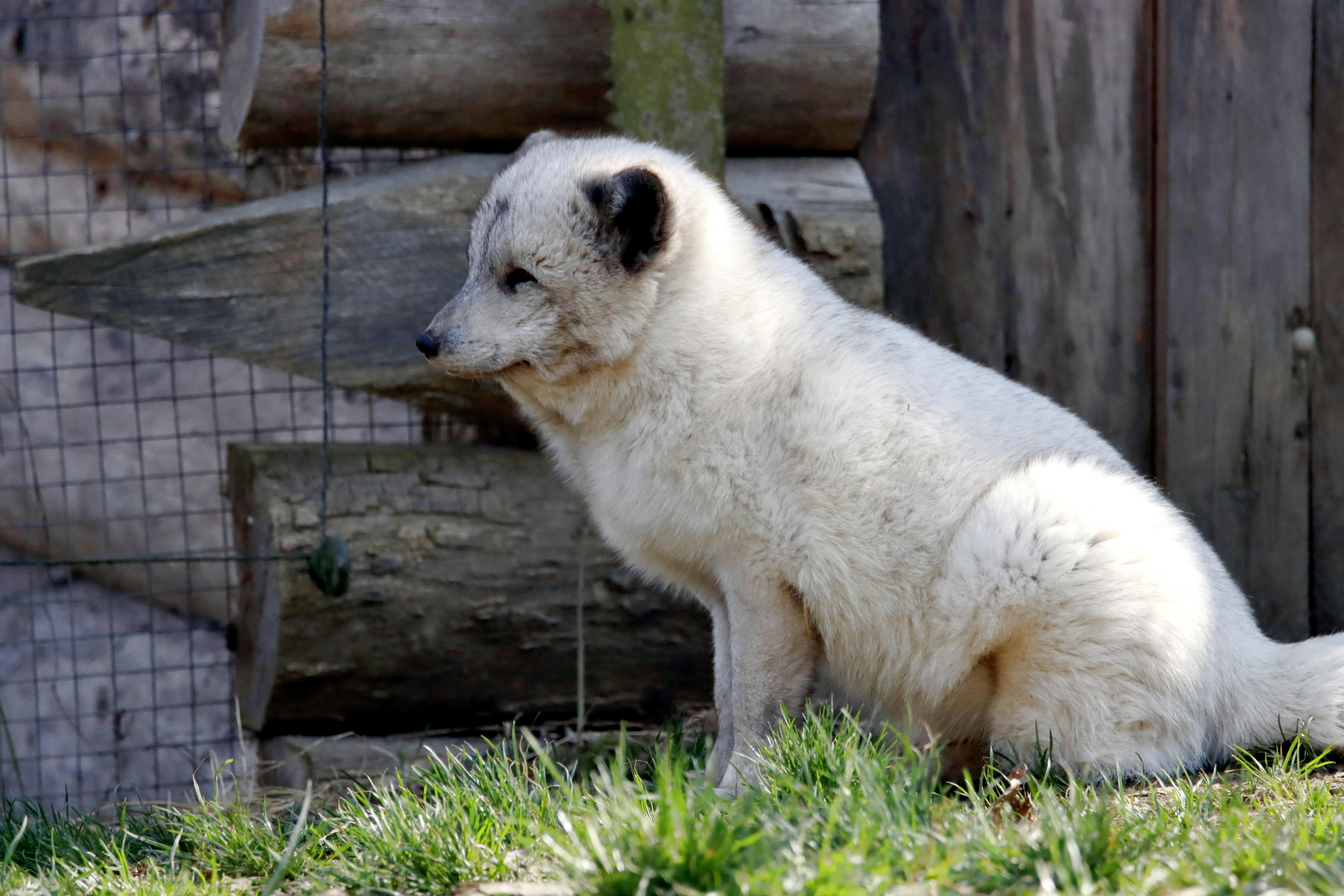Captive Arctic fox sitting in a wooden enclosure, showcasing its thick white fur in a side profile view.