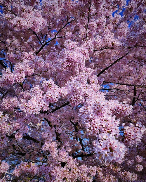 Pink Cherry Blossoms in Bloom