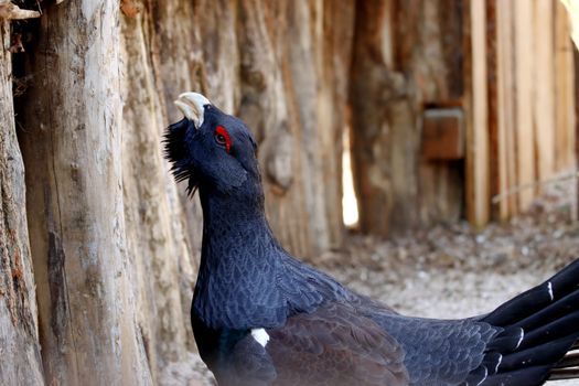 A Blue Feathered Bird with Red Eye Lid Near a Wooden Fence