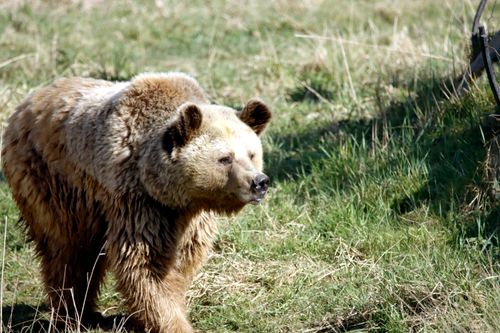 Free A majestic grizzly bear walking through green grass in the wild, showcasing natural wildlife. Stock Photo