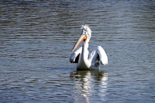 bezplatná Základová fotografie zdarma na téma dalmatinský pelikán, fotografování zvířat, jezero Základová fotografie