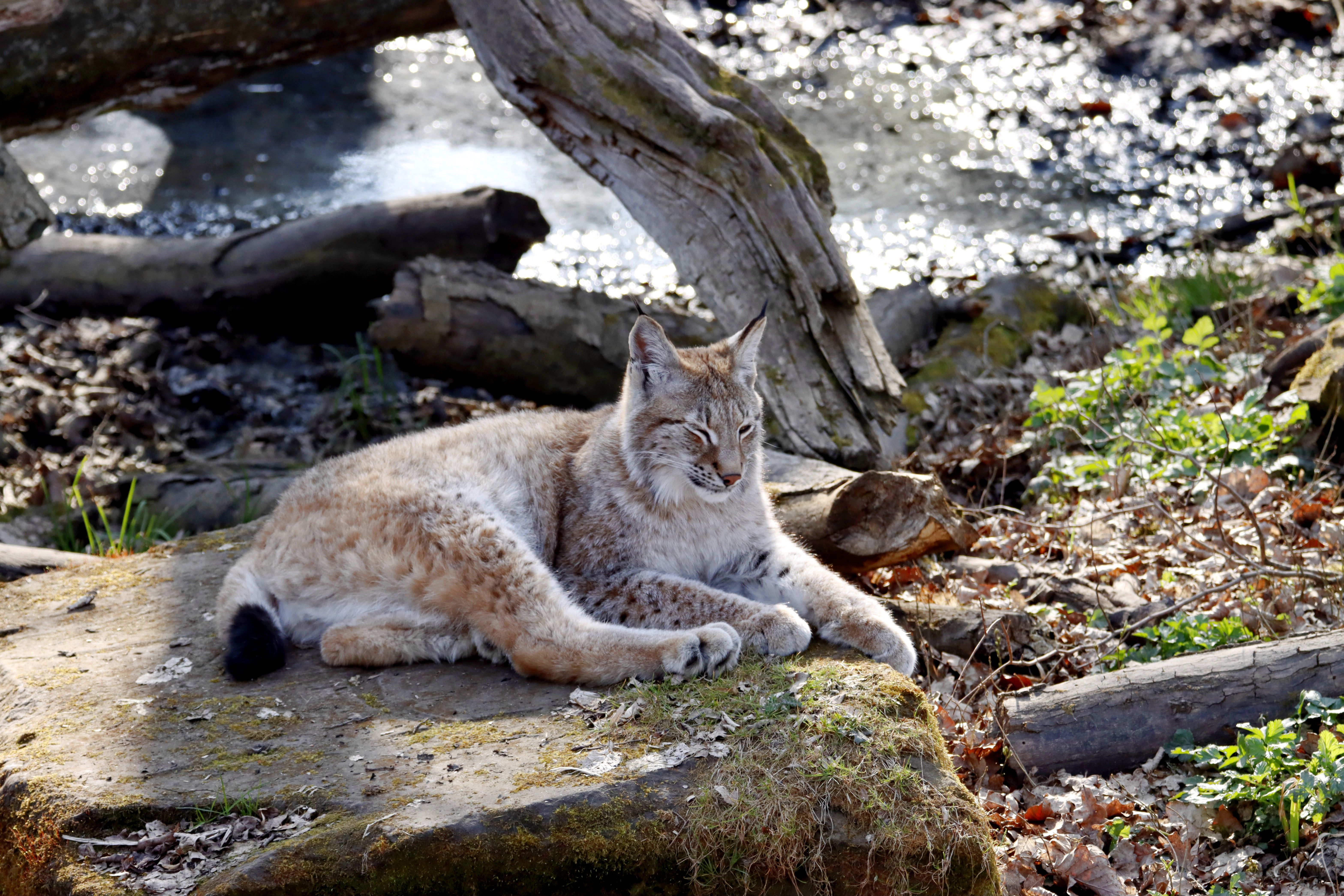 Wildpark Bad Mergentheim