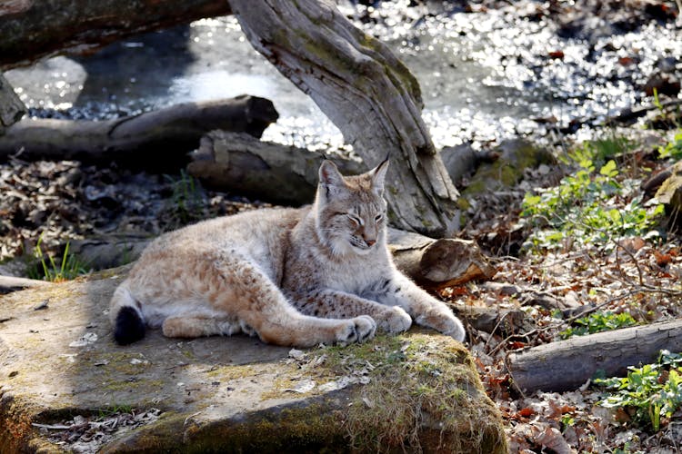 A Lynx On A Rock 