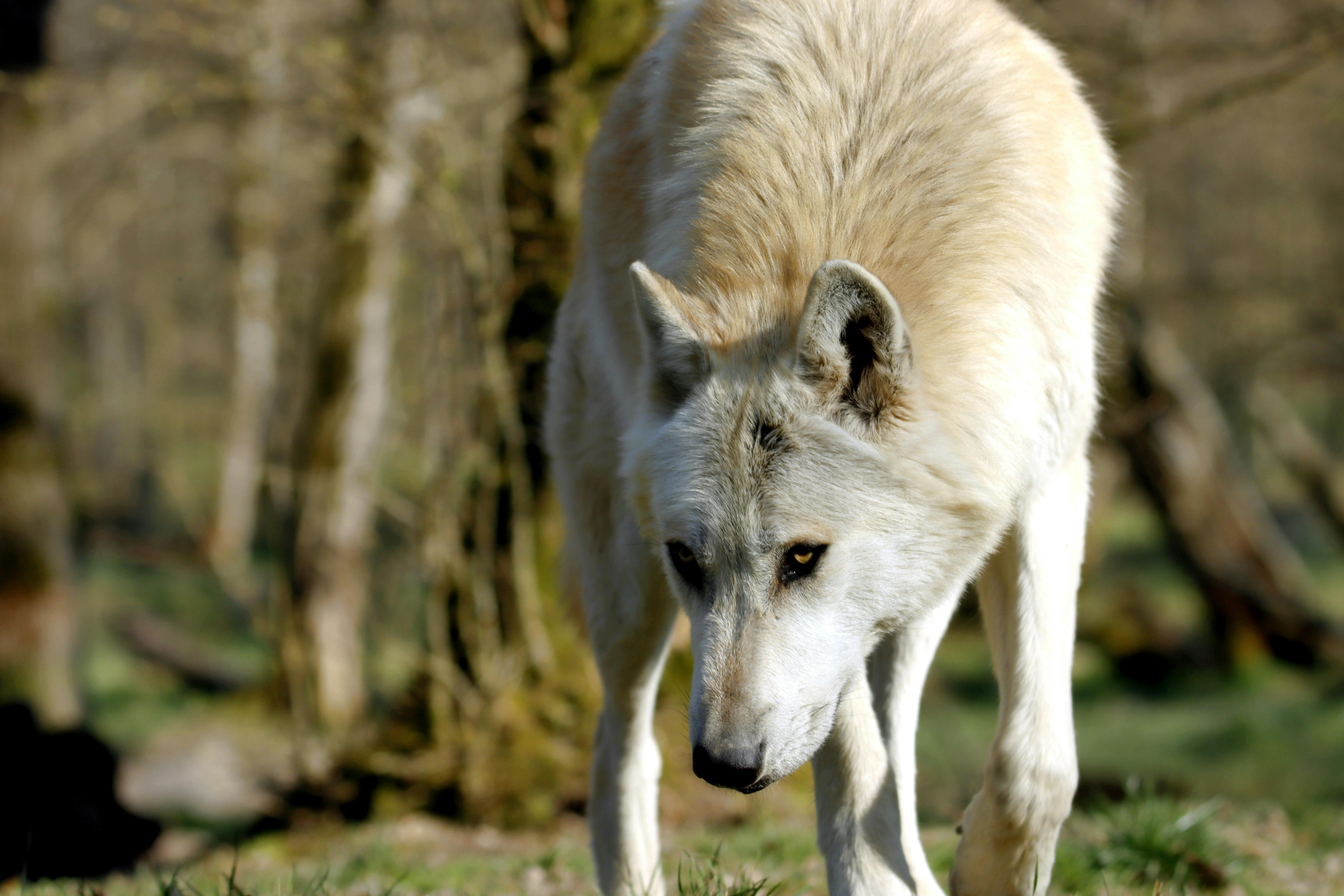 Arcrtic wolf Wallpapers Download