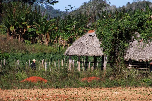 농촌의, 들판, 방갈로의 무료 스톡 사진