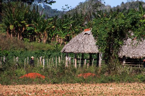 Free Idyllic countryside with thatched huts and lush greenery, perfect rural retreat. Stock Photo