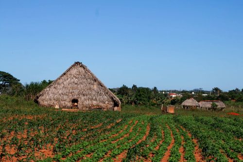 Free A charming rural scene featuring nipa huts and a flourishing farmland under a clear blue sky. Stock Photo