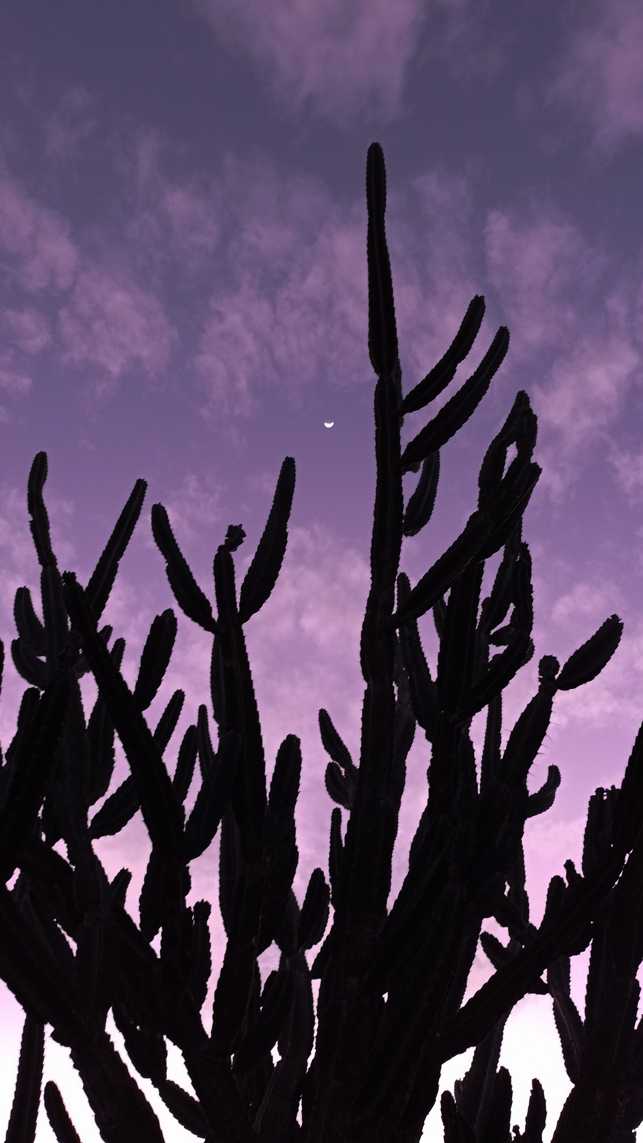 Silhouette of a cactus with a vibrant twilight sky and delicate crescent moon.