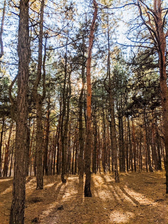 Trees in the Forest