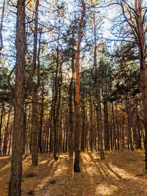 Free Tall trees casting shadows in a tranquil autumn forest, capturing serene natural beauty. Stock Photo