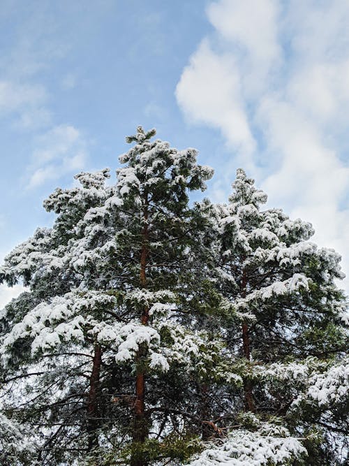 Foto profissional grátis de alto, árvores, coberto de neve