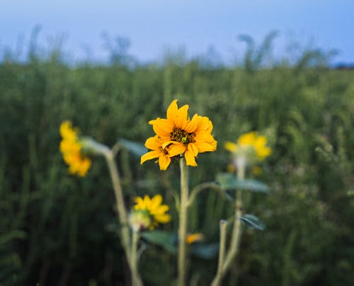 Foto stok gratis berbunga, bunga, bunga matahari