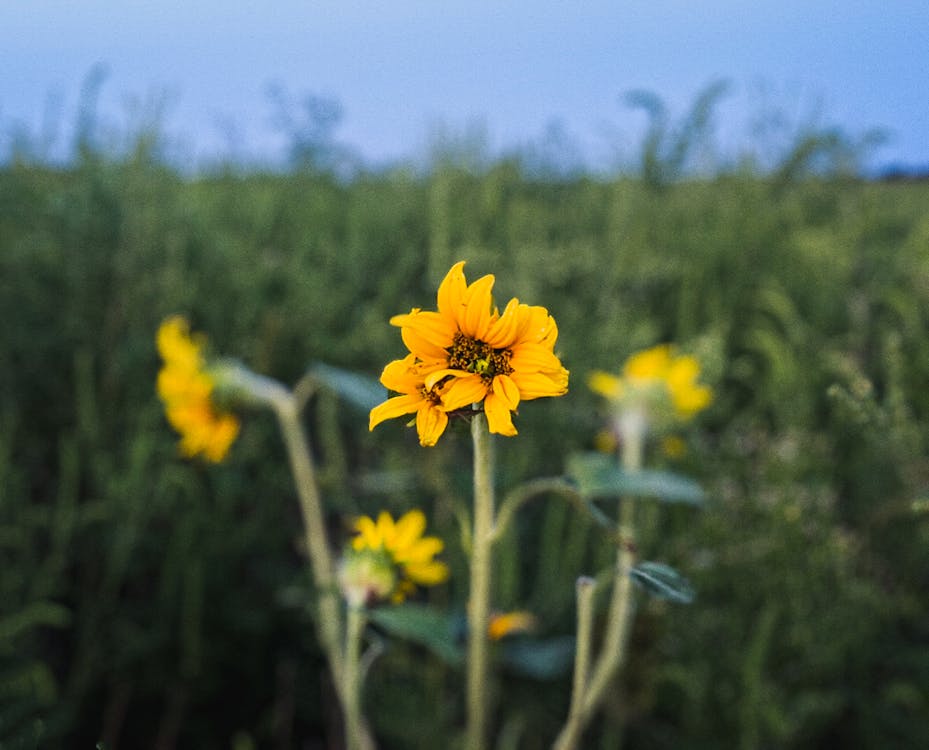 Close-Up Shot of a Sunflower