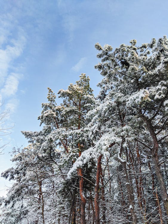 Tall Snow Covered Trees in the Forest