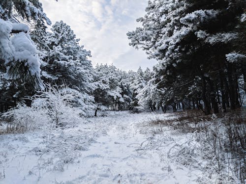 Free 
A Snow Covered Forest Stock Photo