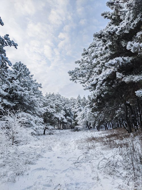 Fotos de stock gratuitas de bosque, congelando, cubierto de nieve