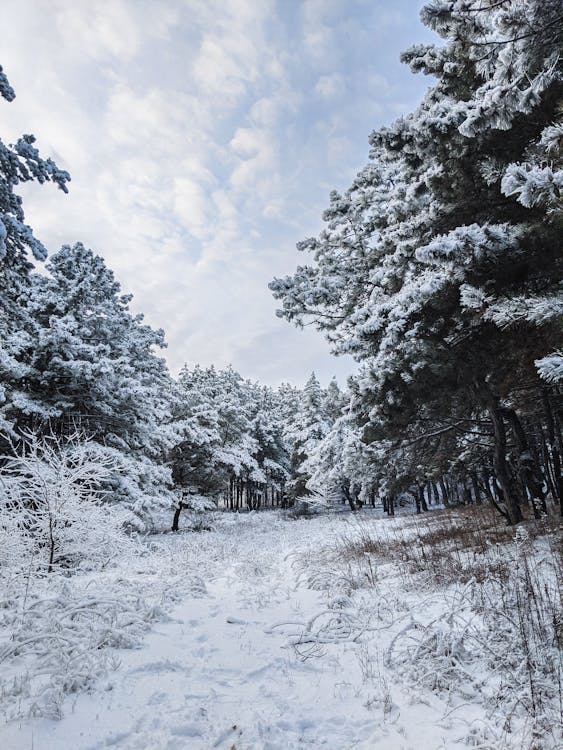 Fotos de stock gratuitas de bosque, congelando, cubierto de nieve