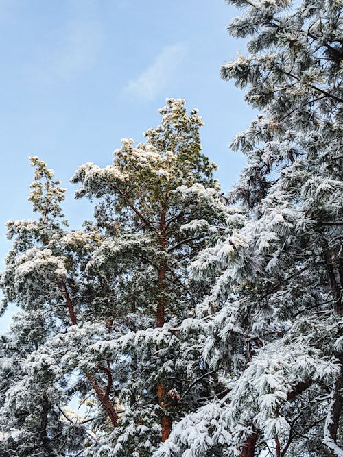 Free Tall Snow Covered Trees in the Forest Stock Photo