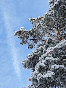 Snow-laden pine branches reach towards a clear blue winter sky.