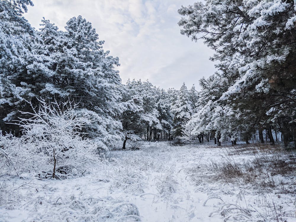 Free Snow Covered Trees in the Forest Stock Photo