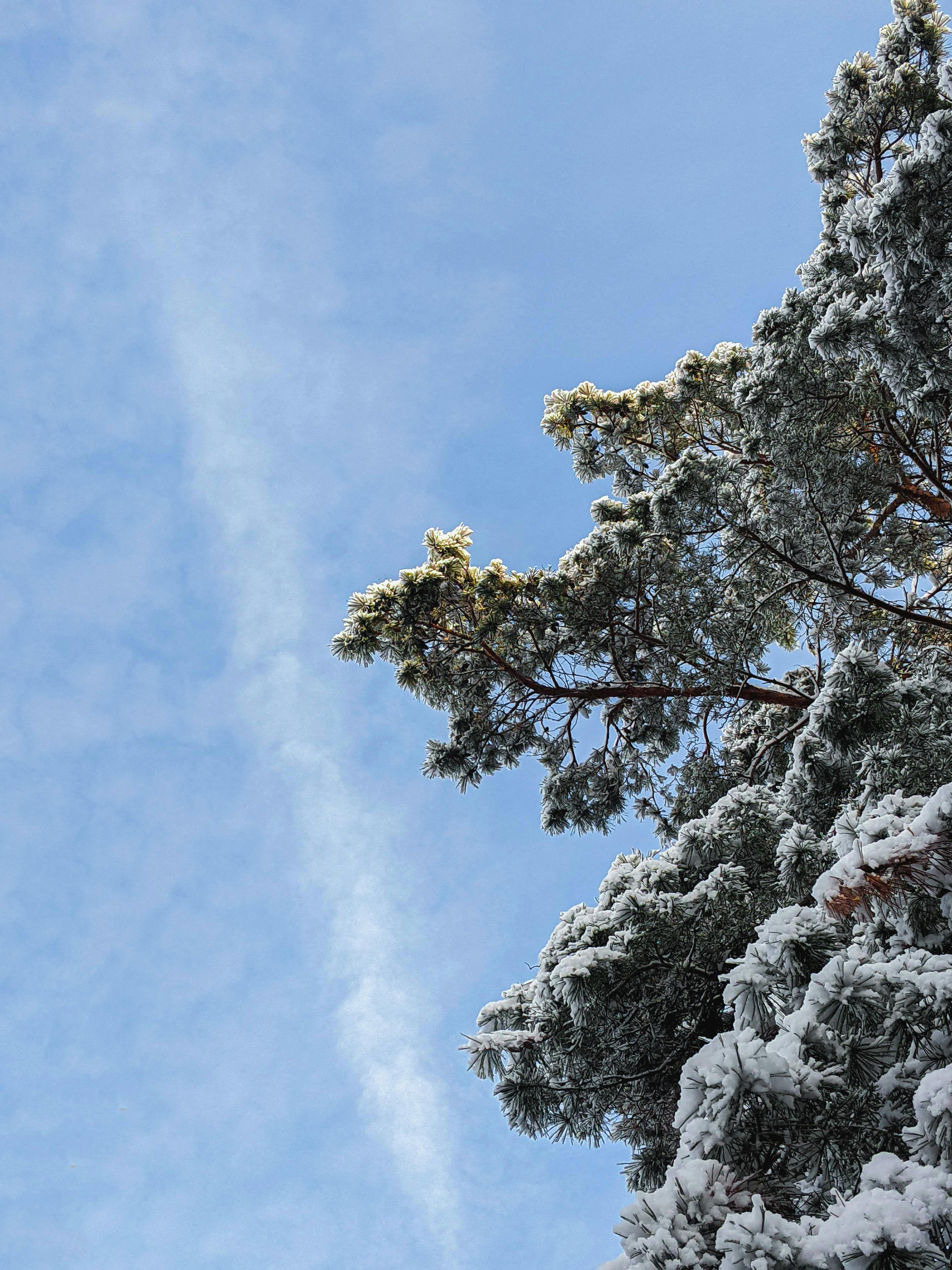 Vertical shot of snow-covered pine tree branches against a clear blue sky in winter.