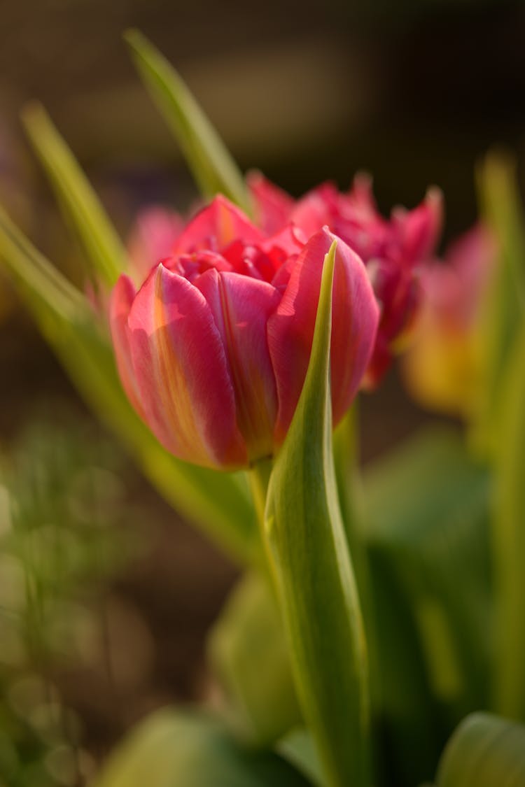 A Pink Tulip Flower Bud Blooming