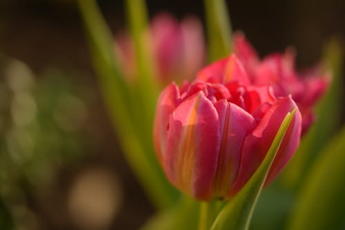 
A Close-Up Shot of a Tulip Flower