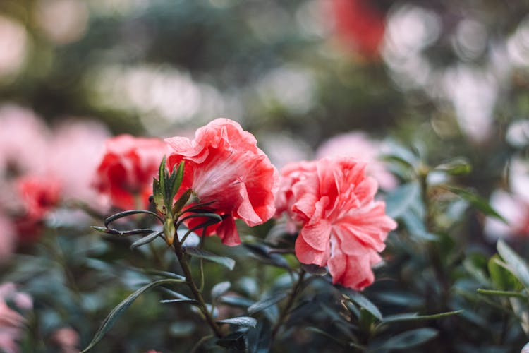 Pink Flowers In Full Bloom