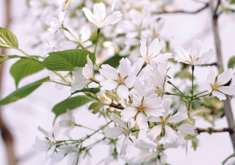 White Flowers In Bloom